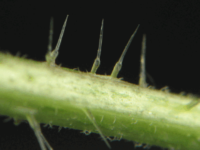 0603fnyc-1f6f-281x211.png