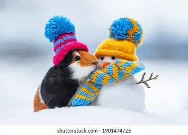 Funny Winter Animals Photos, Images & Pictures | Shutterstock