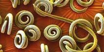 0603fp4n-9ccd-213x107.jpg