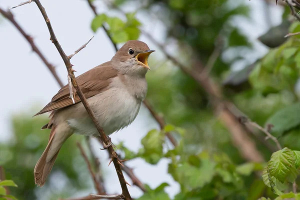 Соловей співаю на Pulborough Брукс Rspb заповідника — стокове фото