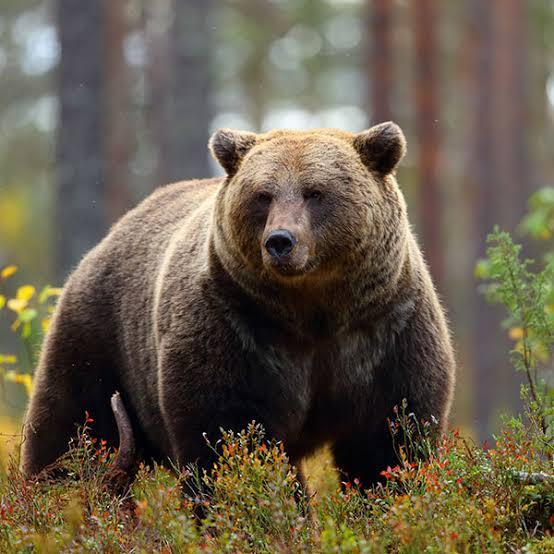 Brown Bear - Wildlife Images