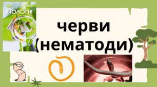 Нематоди (тип круглі черви) 7 клас НУШ