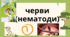Нематоди (тип круглі черви) 7 клас НУШ