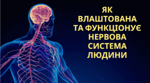 Як влаштована та функціонує нервова система людини