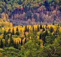 Мішаний ліс картинки, стокові Мішаний ліс фотографії ...