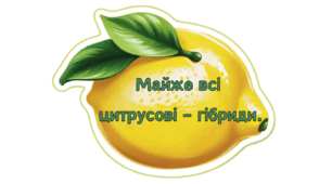 Цікаві факти про цитрусові