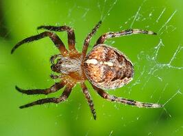 0603guar-7f11-267x199.jpg
