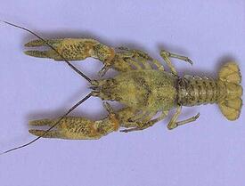 0603guat-909f-275x209.jpg
