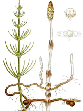 0603gv5j-d54c-285x382.png