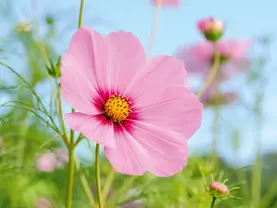 Cosmos bipinnatus 'Versailles Dark Rose'