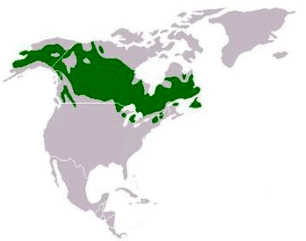0603gvcv-de0e-306x241.png