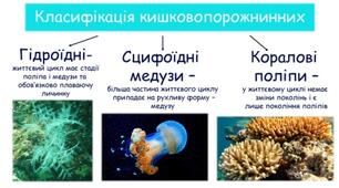 Губки.Жалкі.Ребоплави.
