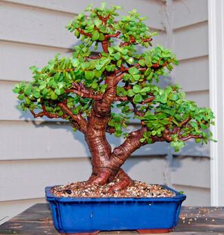 0603gw6b-d1cc-324x339.jpg