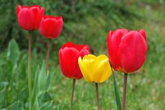 0603h4ns-5c93-241x161.jpg