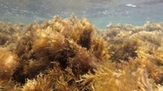0603h5d1-a248-335x188.png