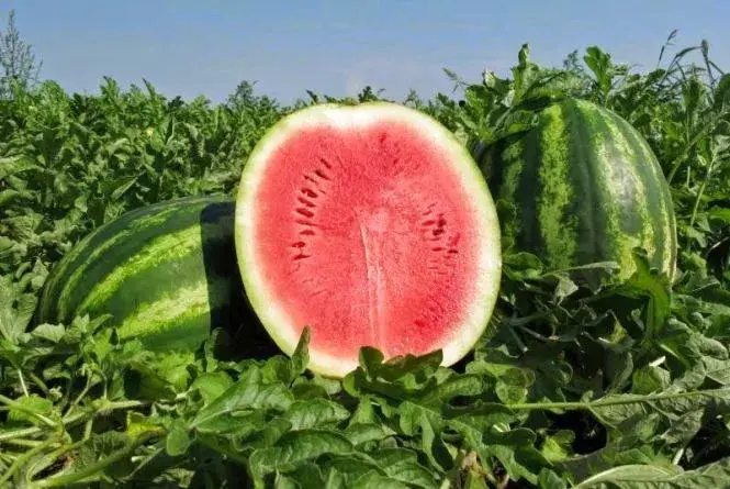 0603hbpb-73f6-665x445.webp