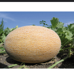 0603hbt0-7cf6-260x266.png