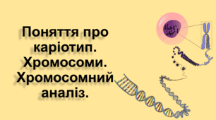 Поняття про каріотип. Хромосоми. Хромосомний аналіз.