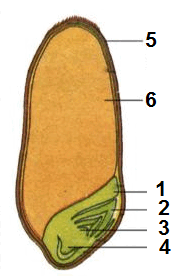 0603i1gz-d567-192x276.png