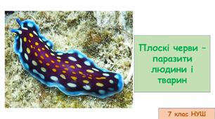 Презентація на тему: "Плоскі черви – паразити людини і тварин" 7 кл НУШ