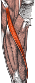 0603i82d-4ddc-114x268.png