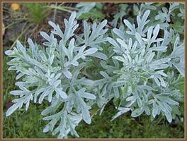 0603ib4w-31f1-284x215.jpg