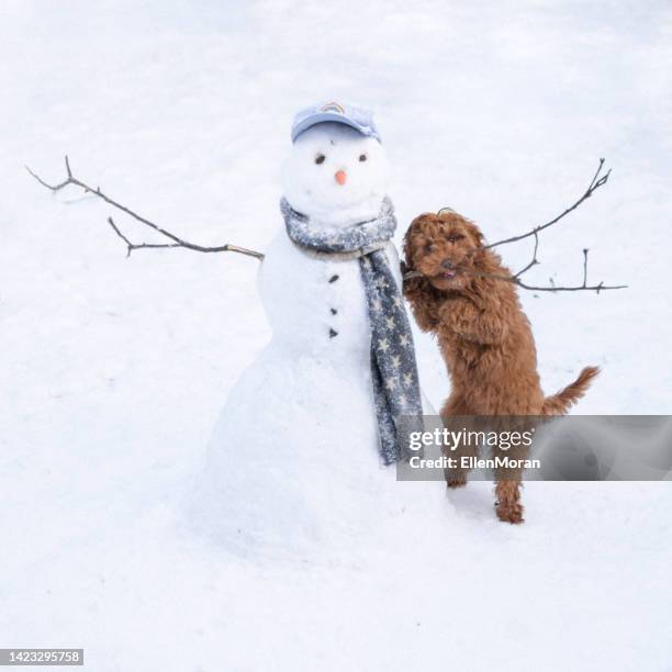 12,392 Funny Snow Stock Photos, High-Res Pictures, and ...