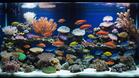 0603idup-7cd0-148x83.jpg