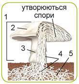 0603if0v-5b72-347x368.jpg