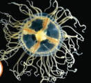 0603ilwl-6065-132x120.png