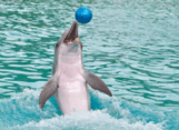 0603innj-9870-161x117.png