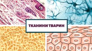 Особливості живлення тварин. Тканини тварин