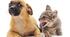 ПІДСУМКОВА РОБОТА "Характерні риси тварин" за групами результатів з БІОЛОГІЇ 7 клас НУШ