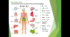 Musculoskeletal system (Скелетно-м'язова система людини)