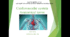 Cardiovascular system (Серцево-судинна система)