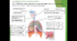 Respiratory system (Дихальна система)