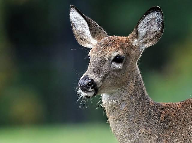 How SARS-CoV-2 in American deer could alter the course of the global pandemic