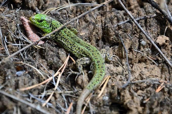 Lacerta is a Genus of Lizards of the Family Lacertidae Stock Photo - Image of reptiles, widespread: 124734074