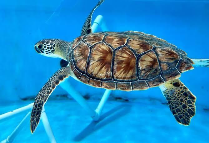 Florida Aquarium releases eight rehabilitated sea turtles into Atlantic - WMNF 88.5 FM