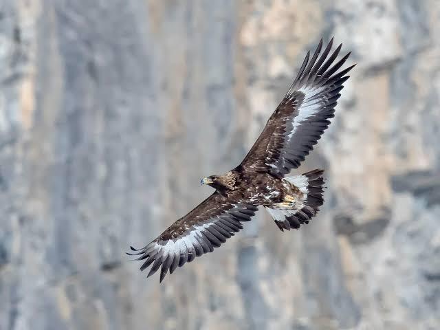 vogelwarte.ch - Golden Eagle