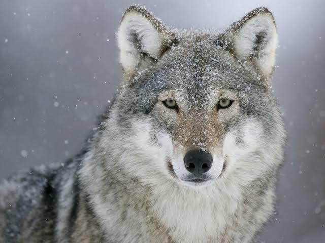 Gray wolves, once nearly extinct, could be coming back to Colorado