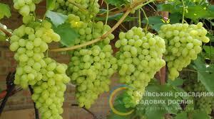 Виноград Конвалія | продаж кущів в Україні