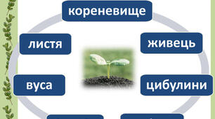 Практична робота №2 «Розмноження рослин».