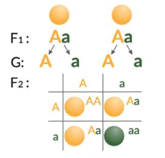 0603jlrc-d222-240x230.png