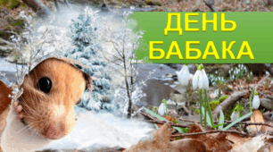 День Бабака