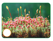 0603jtga-a979-182x142.png