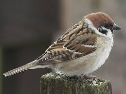 Горобець польовий (Passer montanus, полевой воробей) — Птахи України