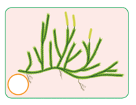 0603jueg-6756-199x153.png