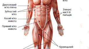 Скелетні м'язи