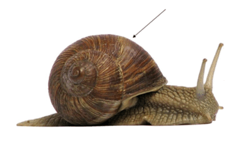 0603jyk0-612c-331x224.png